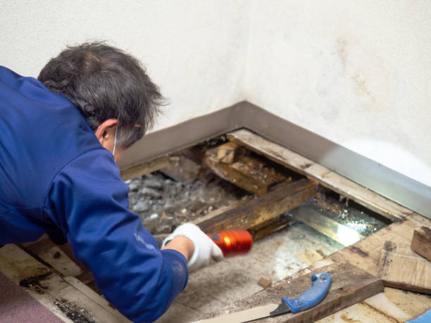 Best Certified Mold Removal  in West Jefferson, NC