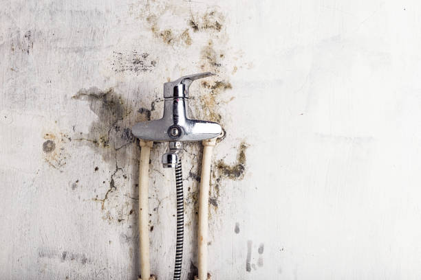 Best Affordable Mold Removal  in West Jefferson, NC