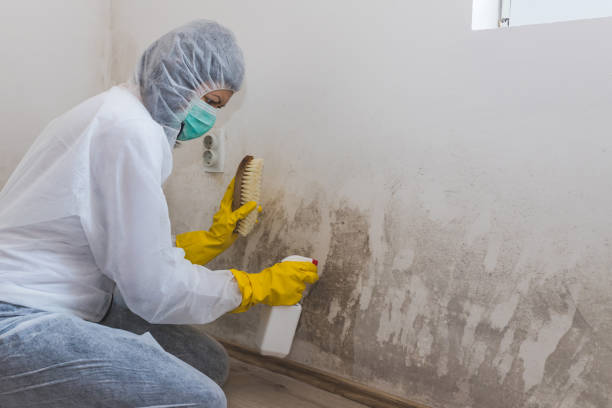 Best Mold Damage Repair  in West Jefferson, NC