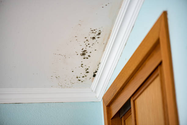 Best Mold Removal Process  in West Jefferson, NC