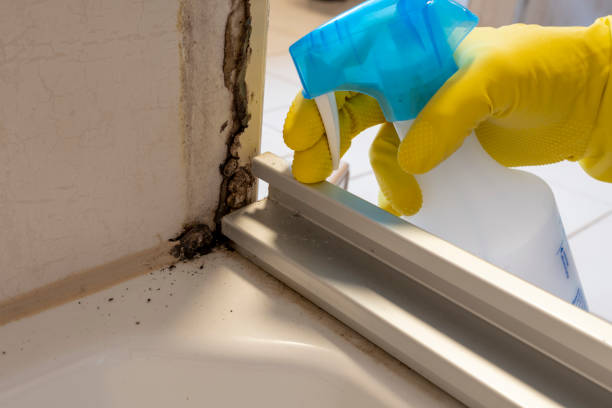Best Same-Day Mold Removal  in West Jefferson, NC