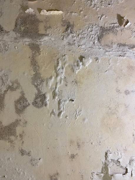 Best Mold Testing  in West Jefferson, NC