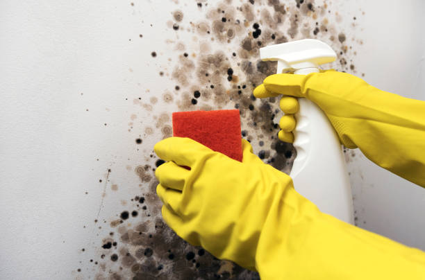 Best Commercial Mold Removal  in West Jefferson, NC